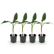 Bananen plant - Musa sikkemensis Red Tiger - Winterhard - 4 planten - Pot 17cm Hoogte 40cm