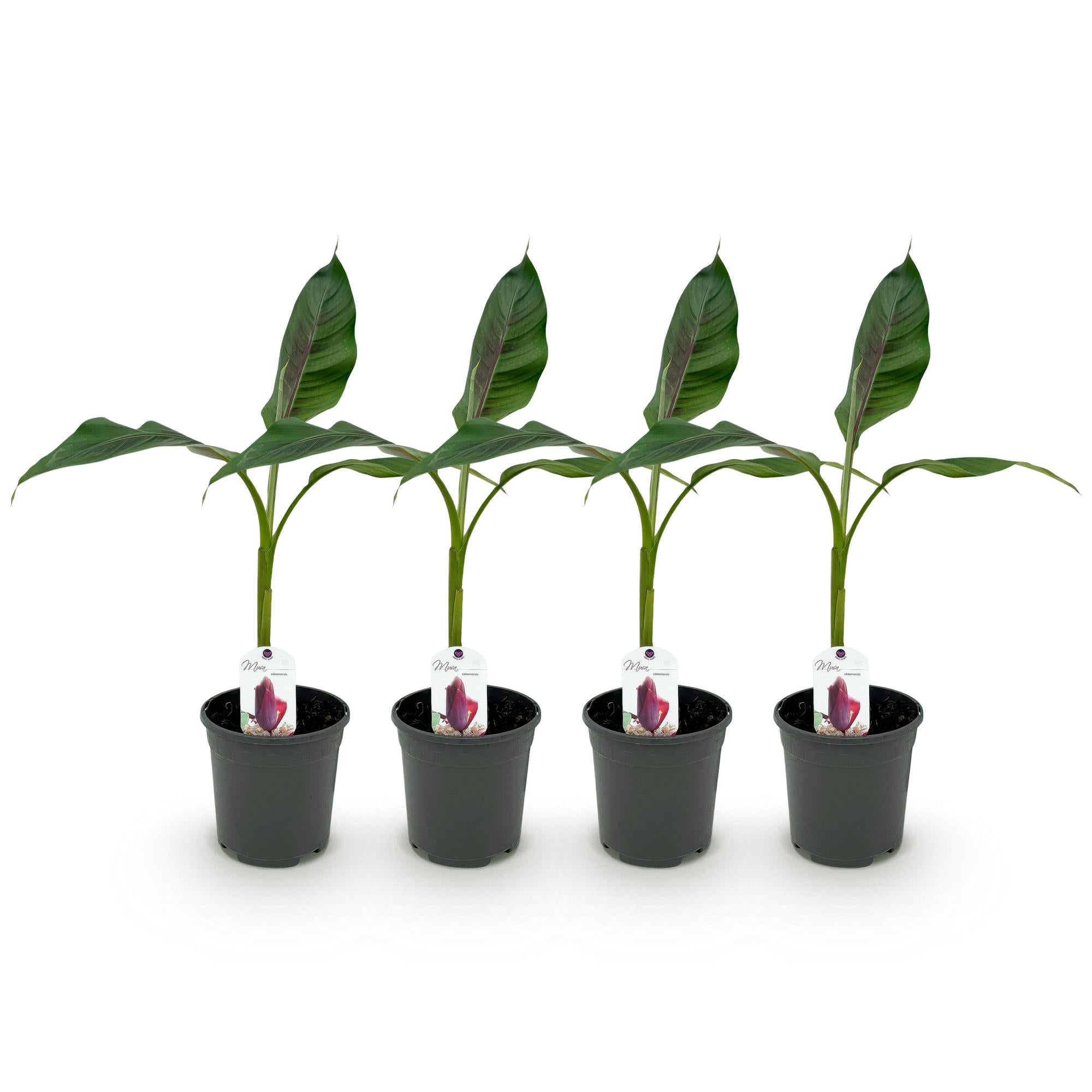 Bananen plant - Musa sikkemensis Red Tiger - Winterhard - 4 planten - Pot 17cm Hoogte 40cm