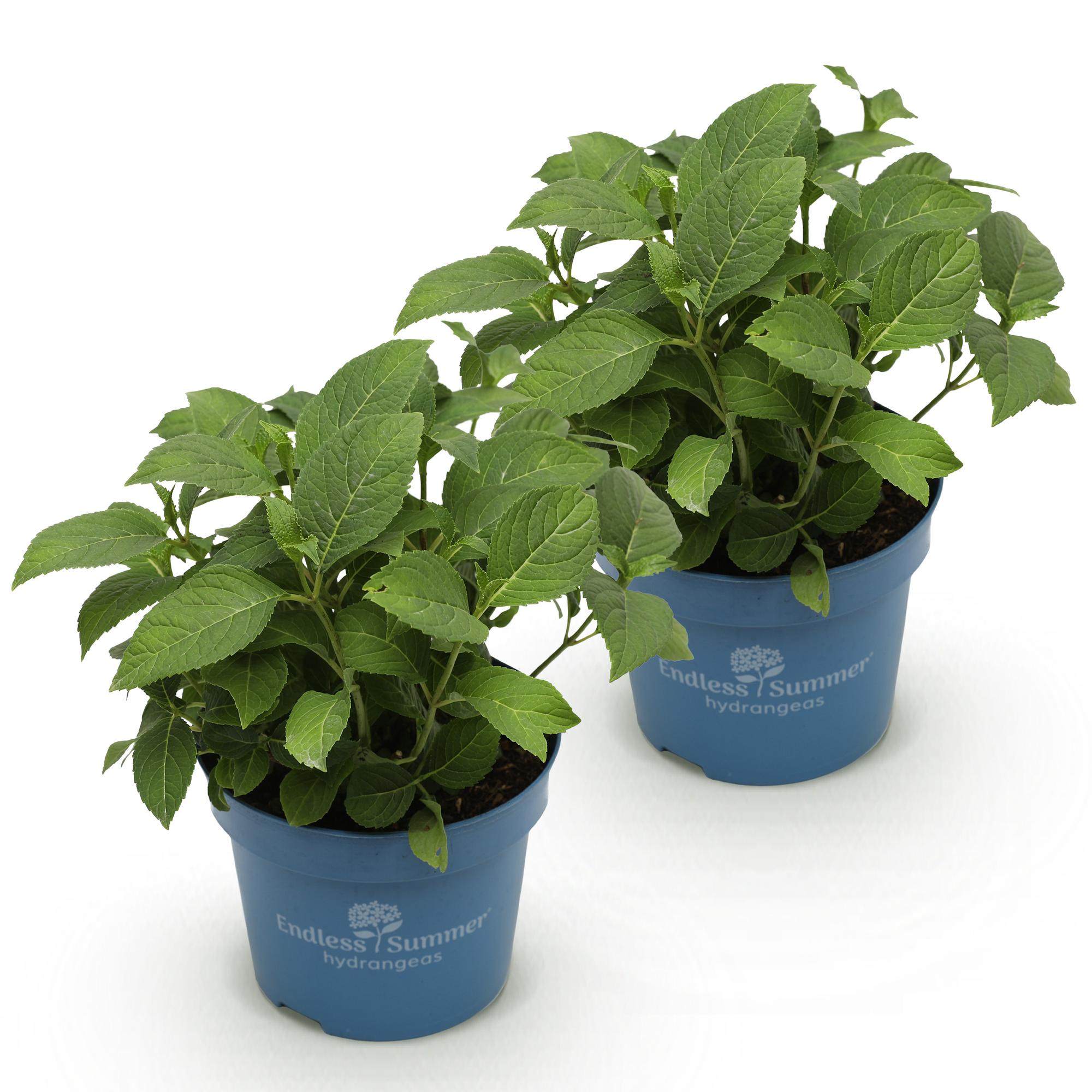 Hydrangea Endles Summer The Orginal Blue - Hortensia - Winterhard - Blauw - 2 Planten - Pot 14cm - Hoogte 20-25cm