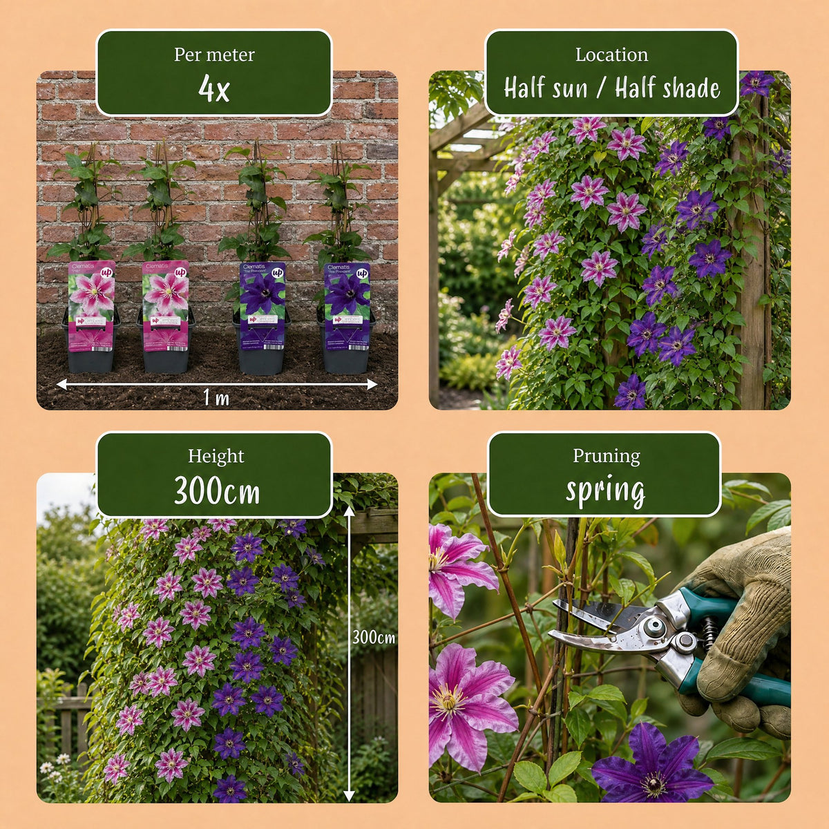 Clematis Duo Purple & Pink - Bosrank 4x - Paars - Roze - Wit - Klimplant - Ø9cm - ↕35cm