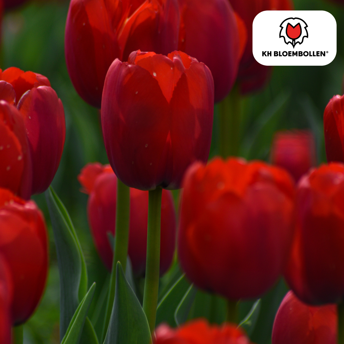 Tulpenzwiebeln Île-de-France – 20er-Pack | KH Flower Bulbs® | Tiefrote Tulpe – Klassisch, kraftvoll & elegant – Für Garten oder Topf – Größe 11/12 – Frisch vom Züchter