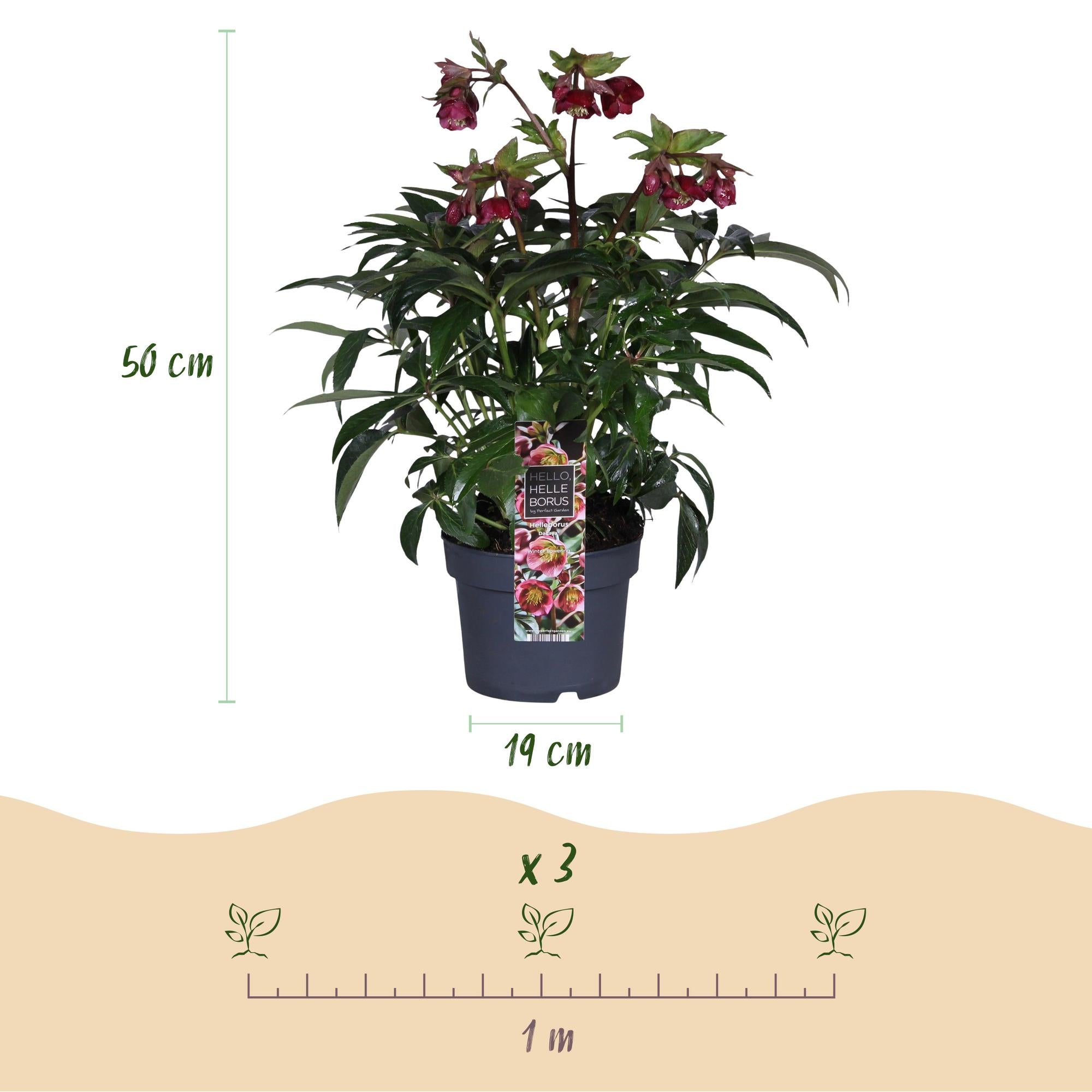 Lenten Rose - Helleborus Dacaya - Roze Bloem - Groenblijvend - Pot 19cm Hoogte 50cm