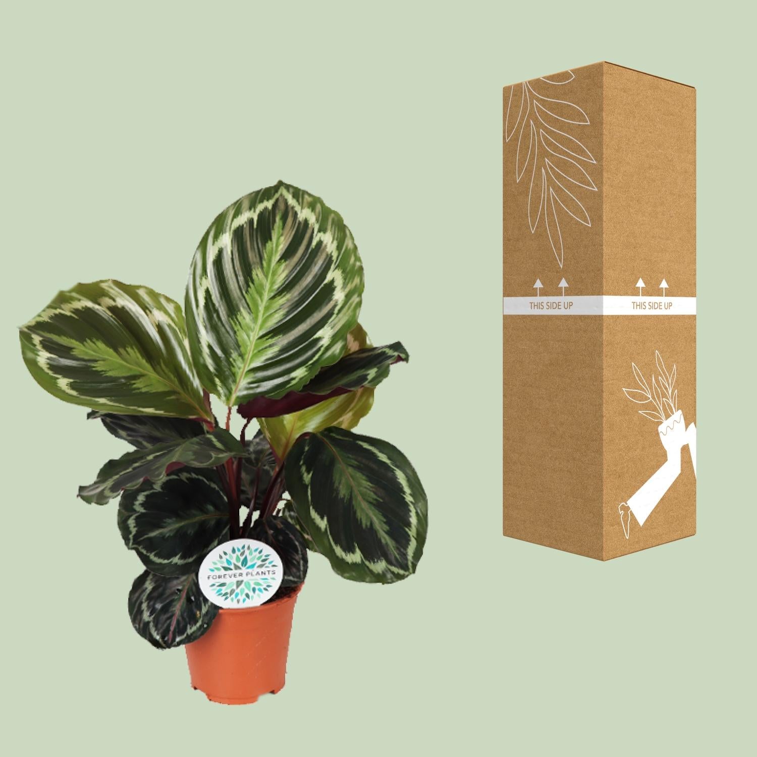 Medallón de Calathea - Ø14 cm - ↕45 cm