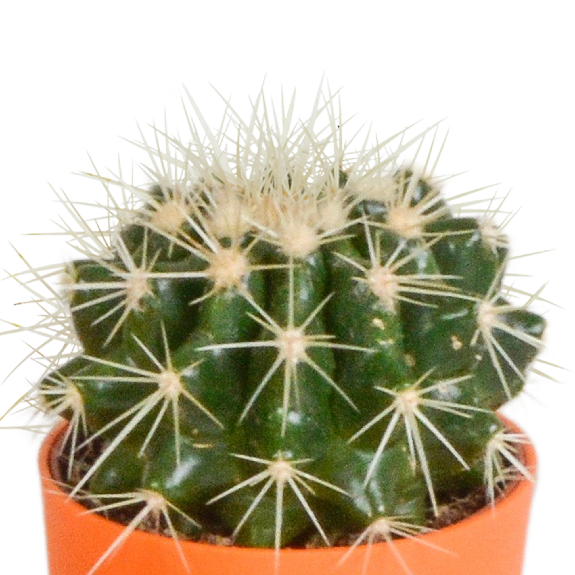 Cactus mix 5.5 cm - 5x - in gekleurde plasticpot