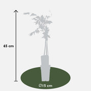 2 glycines floribunda 'Rosea' - ↨65cm - Ø15
