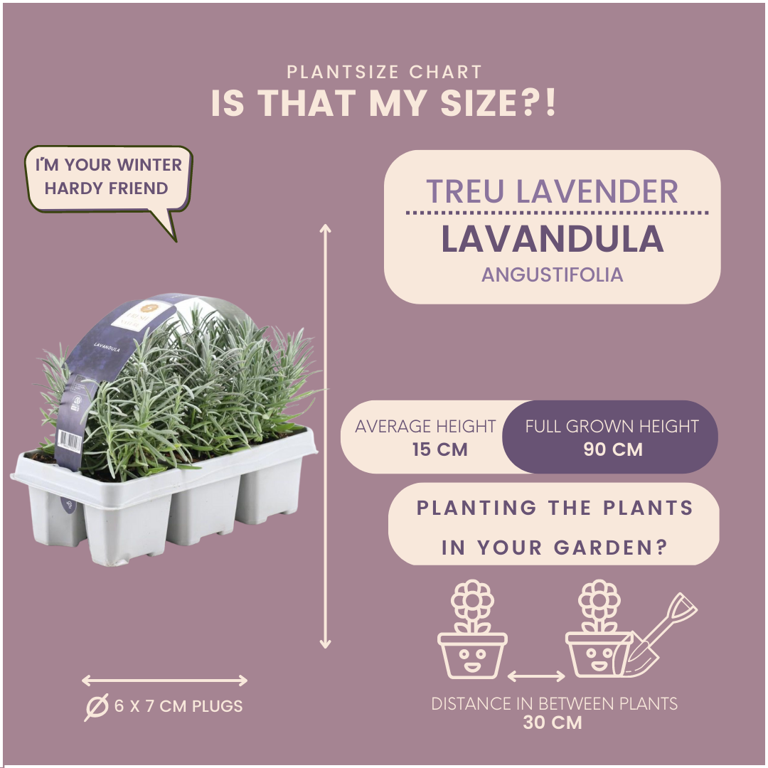 Lavendel angustifolia - 48 x Ø7 cm - ↕15 cm