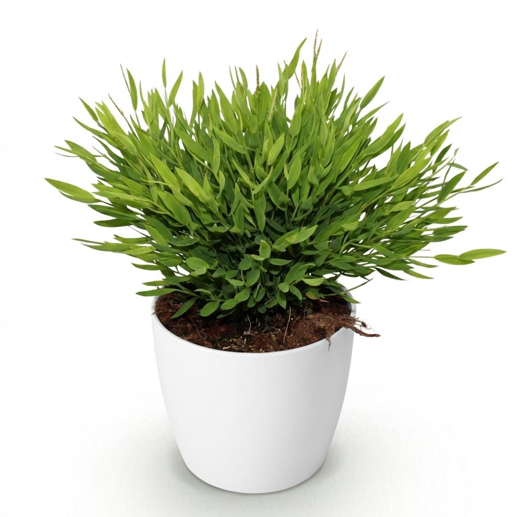 Bamusa Pogonatherum Monica - Kamerbamboe- Huisdiervriendelijke Plant - Groen - 1 Plant - met Potter Wit - Pot 12cm - Hoogte 20cm