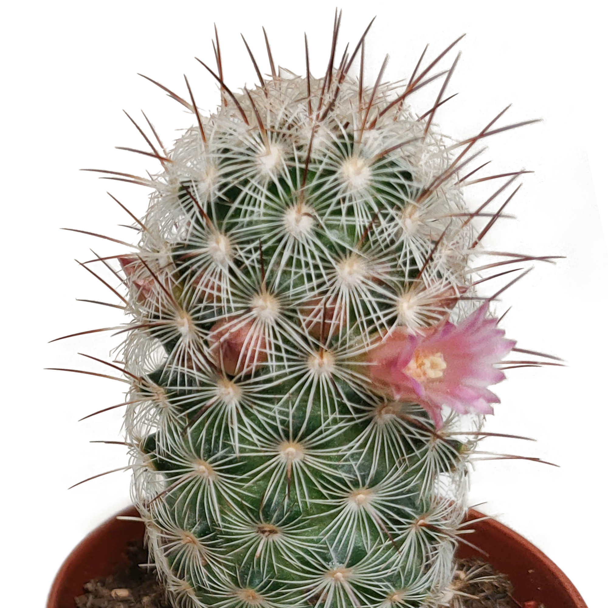 Mélange pour cactus 5,5 cm - floraison sans pot - 5x