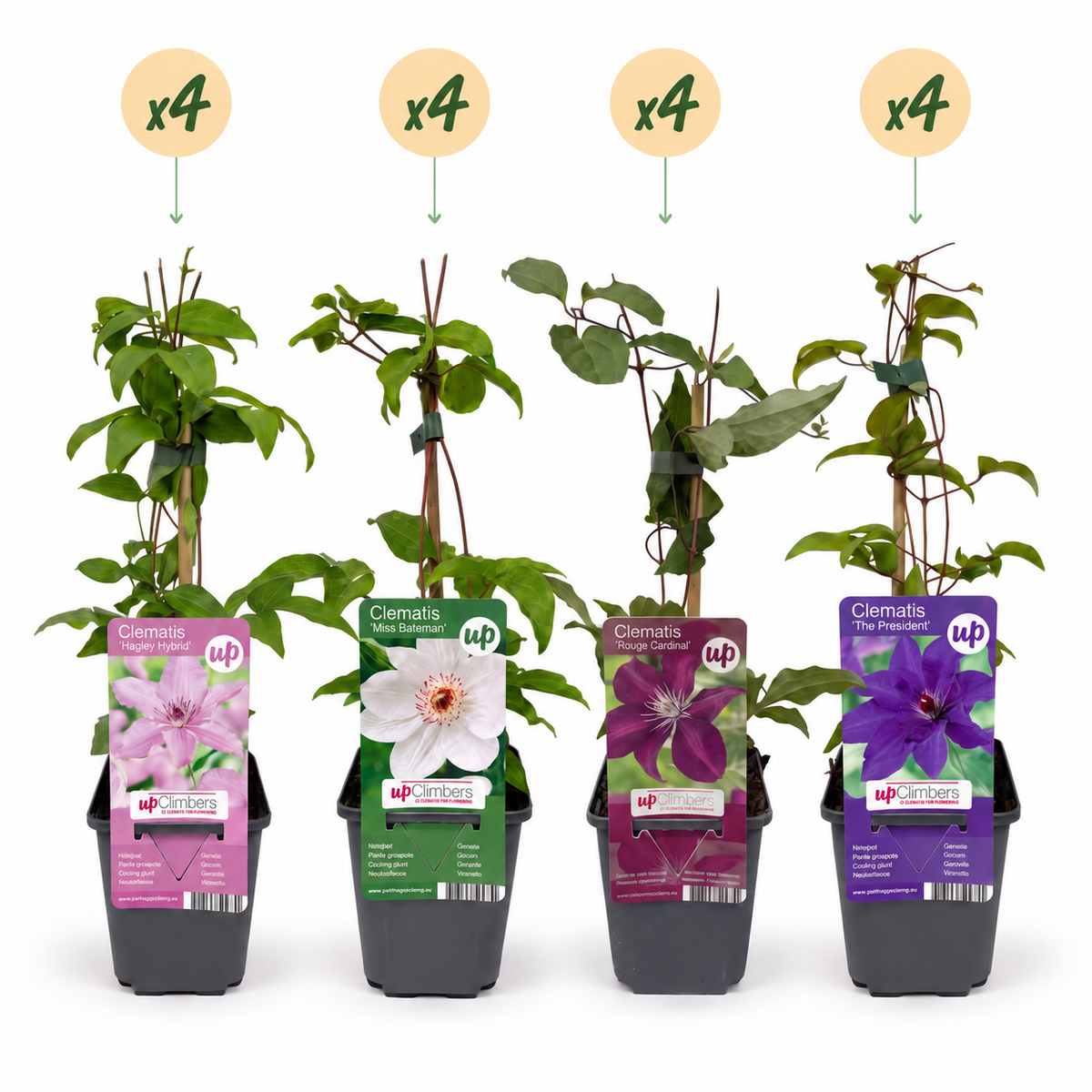 Clematis Rainbow - Bosrank 16x - Paars - Rood - Roze - Wit - Klimplant - Ø9cm - ↕35cm