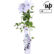 Clematis Bernardine - Clematis Evison Lilla