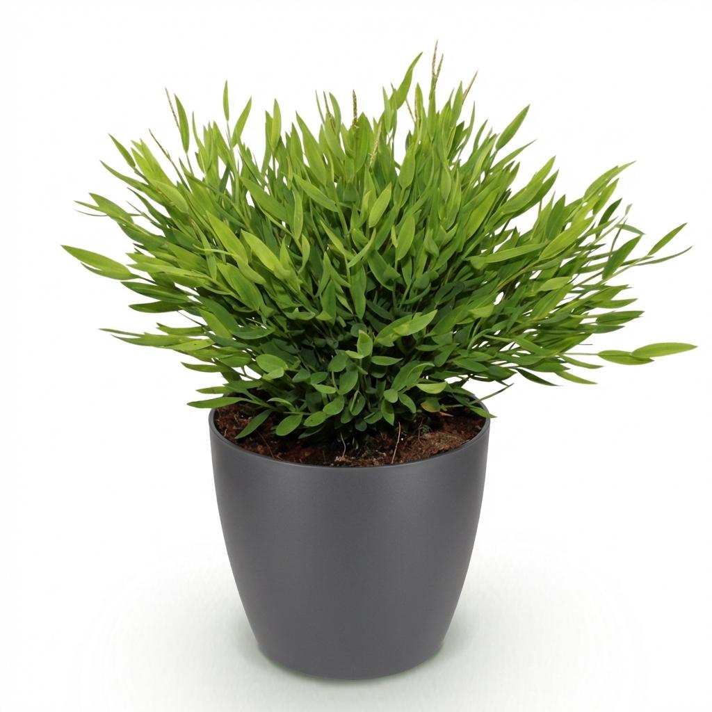 Bamusa Pogonatherum Monica - Kamerbamboe - Huisdiervriendelijke Plant - Groen - 1 Plant - met Potter Grijs - Pot 12cm - Hoogte 20cm
