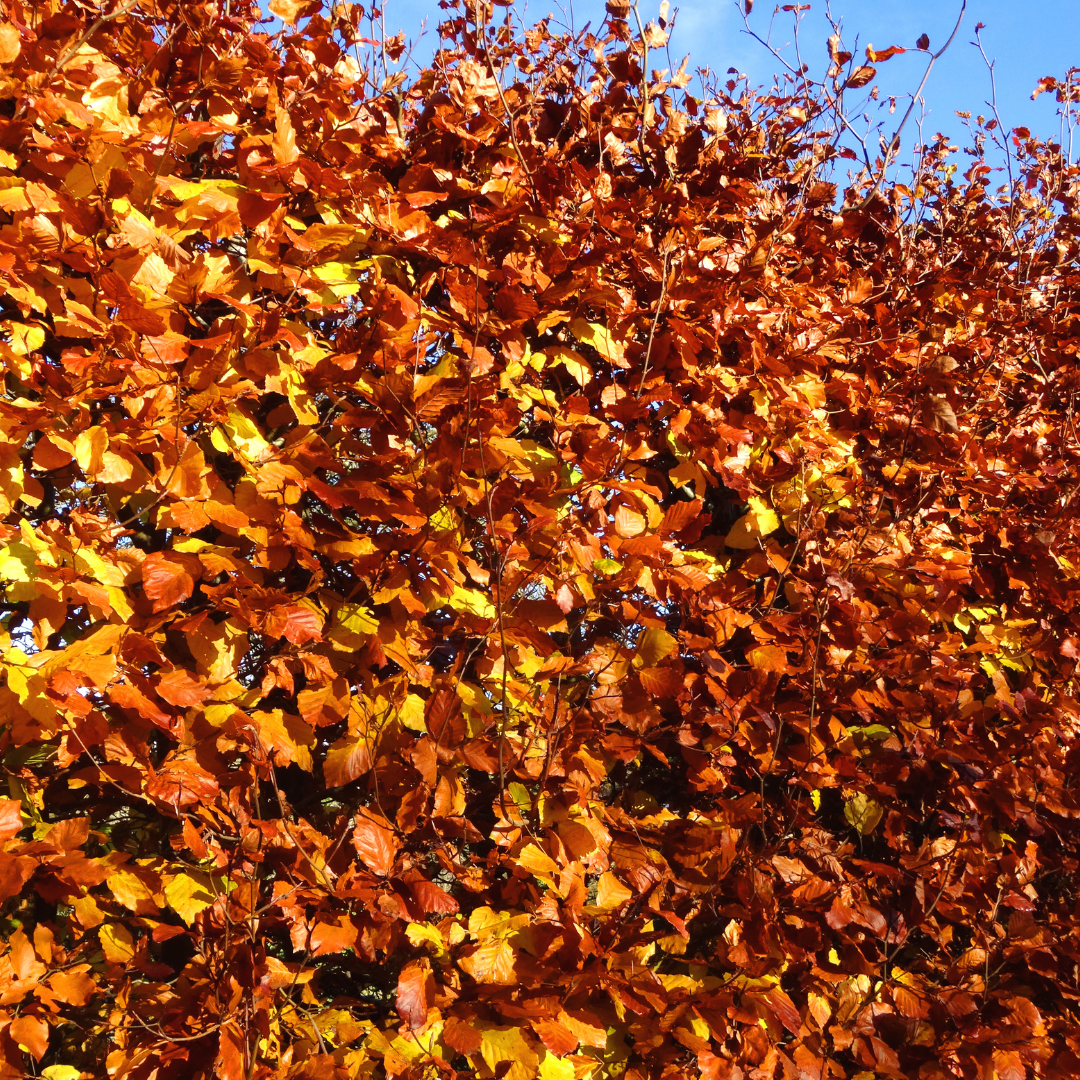 Fagus sylvatica ↕60-80 - Ø 19cm - 50x | Mini Pallet