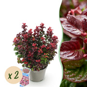 Leucothoe Curly Red - Rood - 2 Planten -  Groenblijvend - Weinig Onderhoud - Pot 17cm Hoogte 40cm