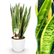 Sansevieria Laurentii - Vrouwentong - met Potter Wit - Pot 21cm - Hoogte 70-80cm