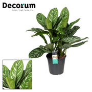 Rayas Aglaonema - Ø21cm - ↕80cm