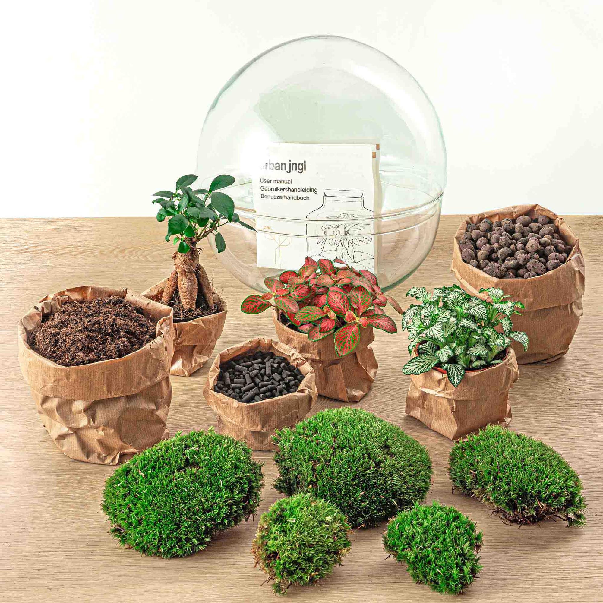 DIY-Terrarium – Kuppel XL – Ficus Ginseng Bonsai – ↕ 28 cm – Rechen + Schaufel + Pinzette + Schere