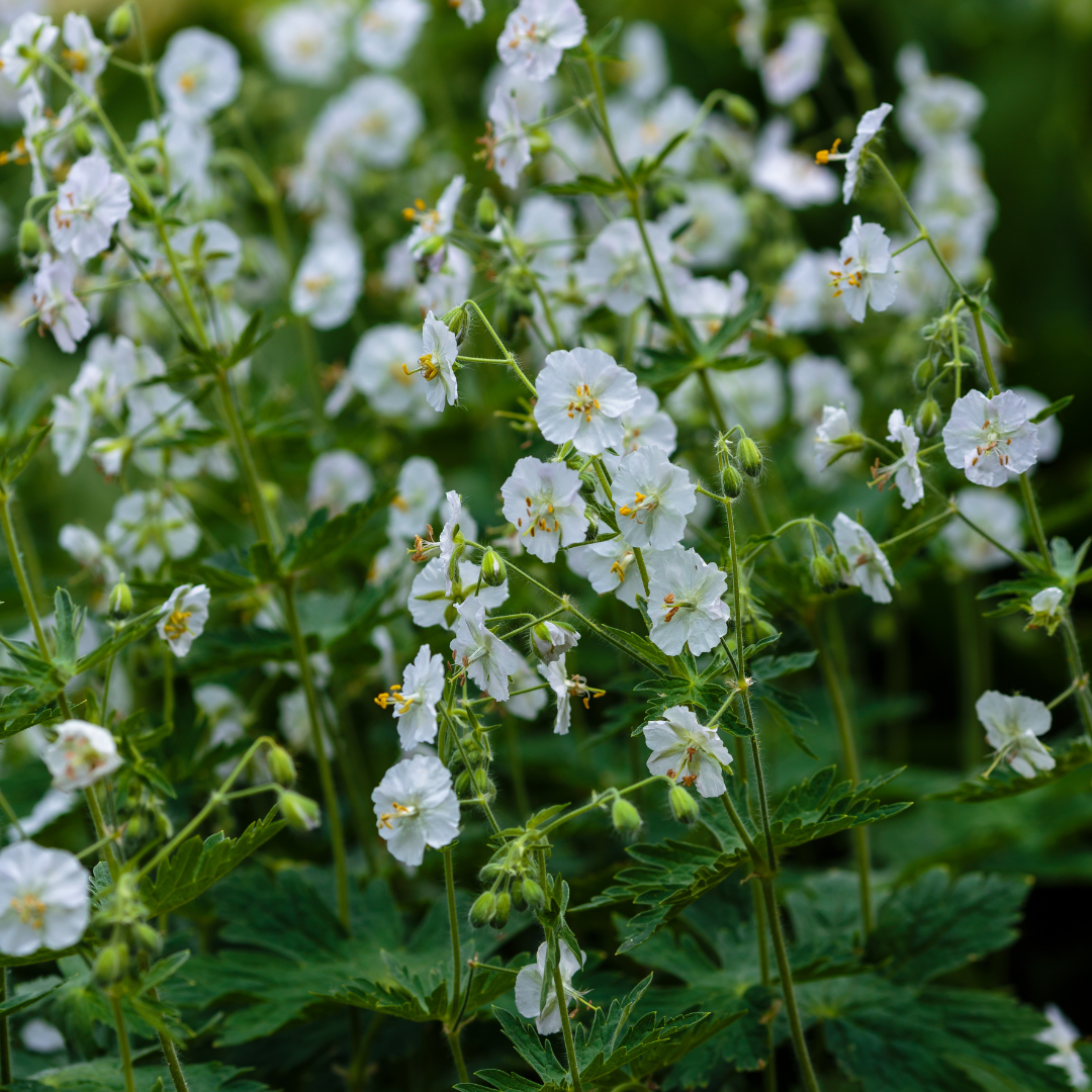 6x Geranium macr. 'White Ness' - ↕10-25cm - Ø9cm