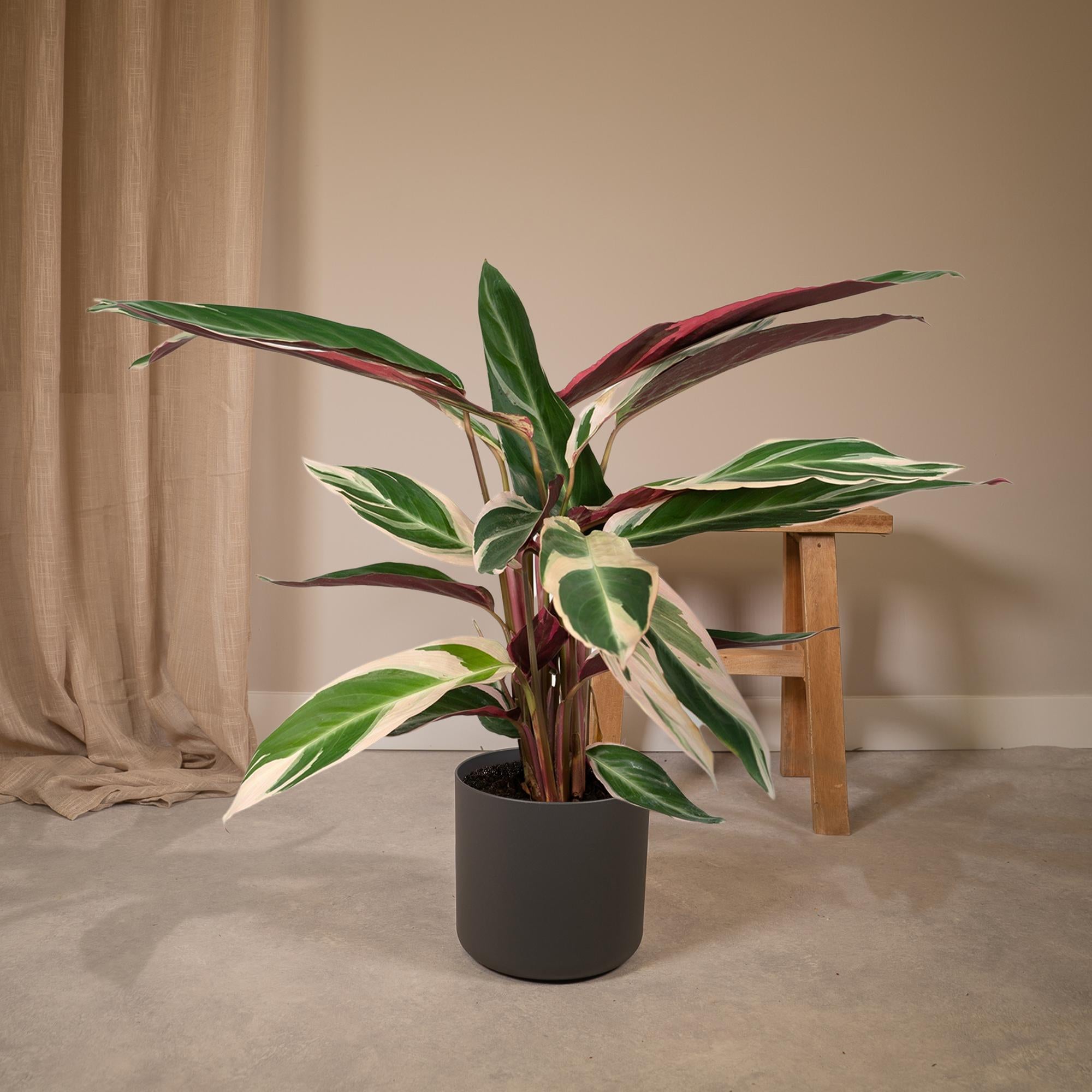 Calathea Triostar – Pfauenblume – Ø 19 cm – ↕ 70 cm
