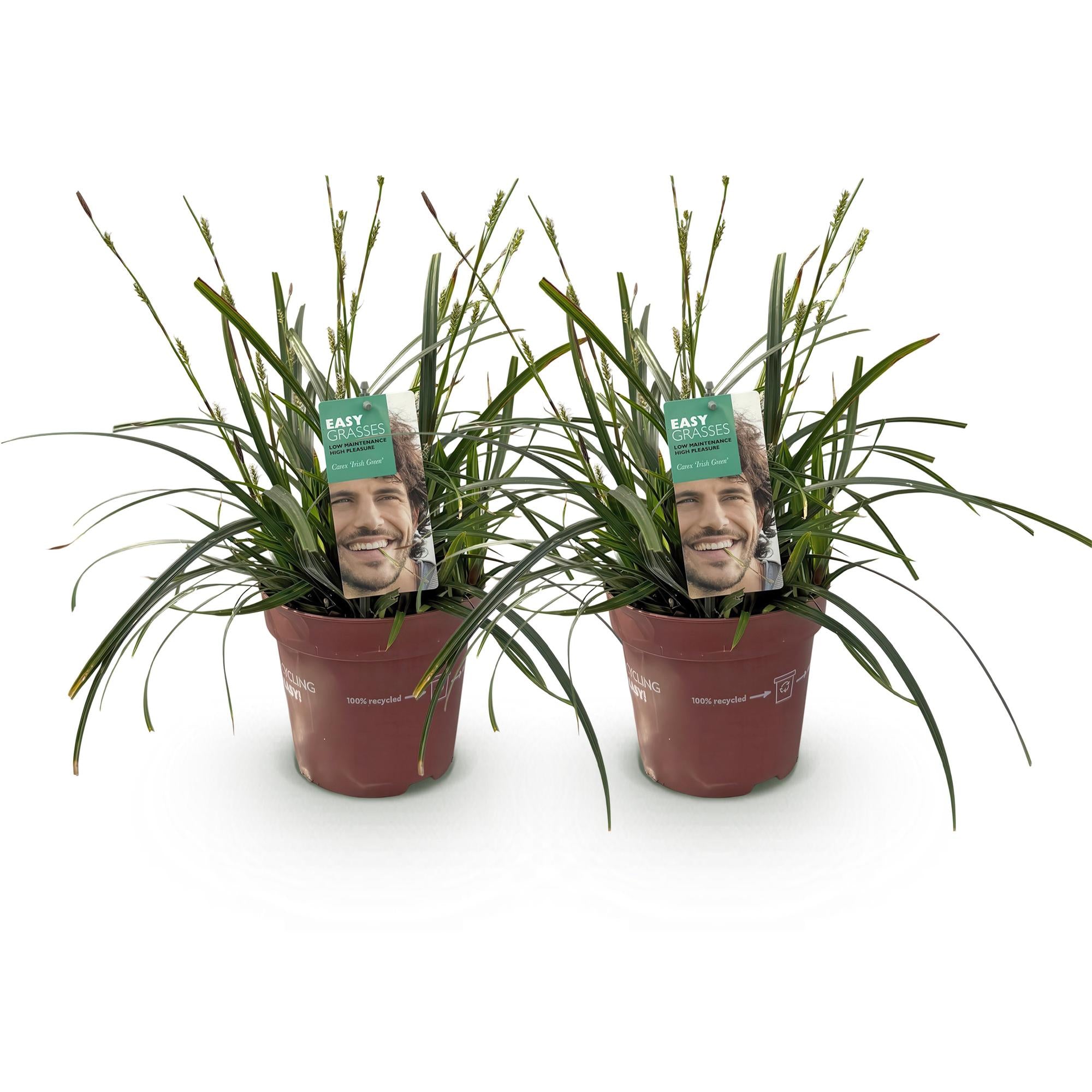 Carex oshimensis Intense Green - Groen - 2 Planten - Bladhoudend - Weinig Onderhoud - Pot 17cm Hoogte 50cm