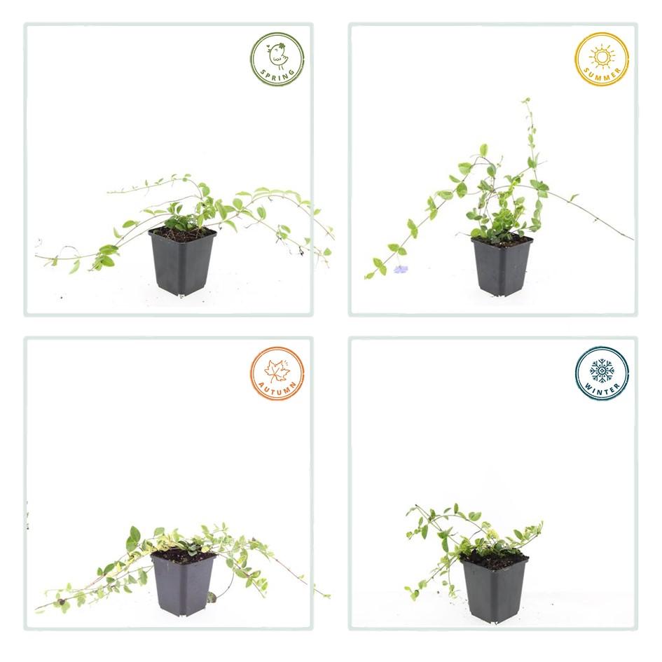 12x Vinca minor 'Blu e Oro' - ↕10-25cm - Ø9cm