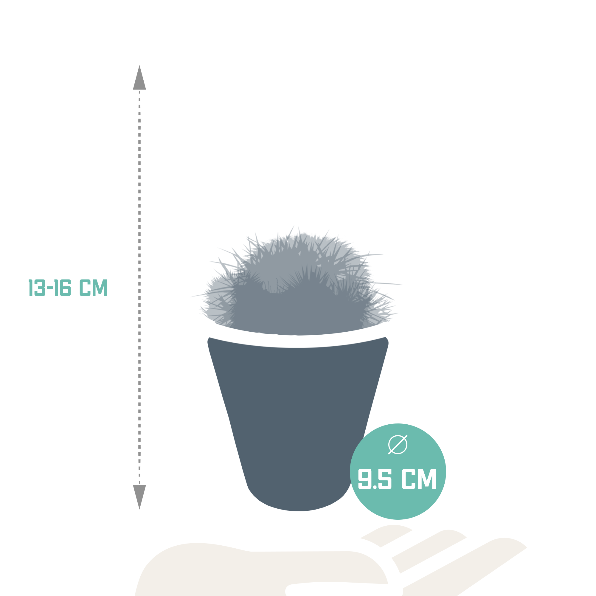 Bolcactus mix 8,5 cm | 3 stuks - in witte pot