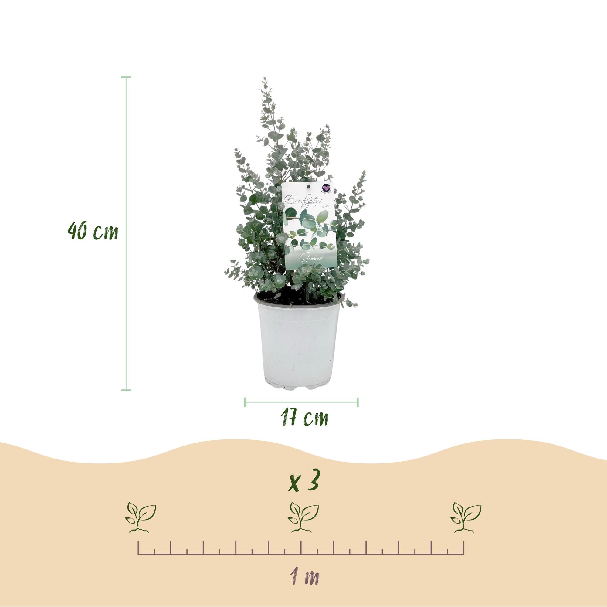 Eucalyptus boom - Eucalyptus gunni  - Grijs - 4 Planten - Winterhard - Pot 17cm Hoogte 40cm