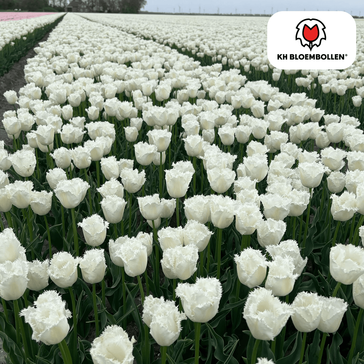Bulbos de tulipán Honeymoon – Paquete de 20 | KH Bloembollen® | Tulipán blanco de borde serrado – Elegante y único – Regalo para jardín o maceta – Tamaño 11/12 – ¡Recién cultivado!