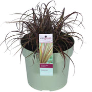 Uncinia rubra Everflame - Ø19см - ↕40см - Ø19 - ↨40см
