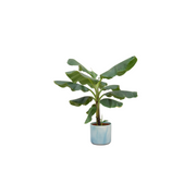 Bananenplant (Musa) inclusief Ocean Round atlantisch blauw Ø22 - 100 cm