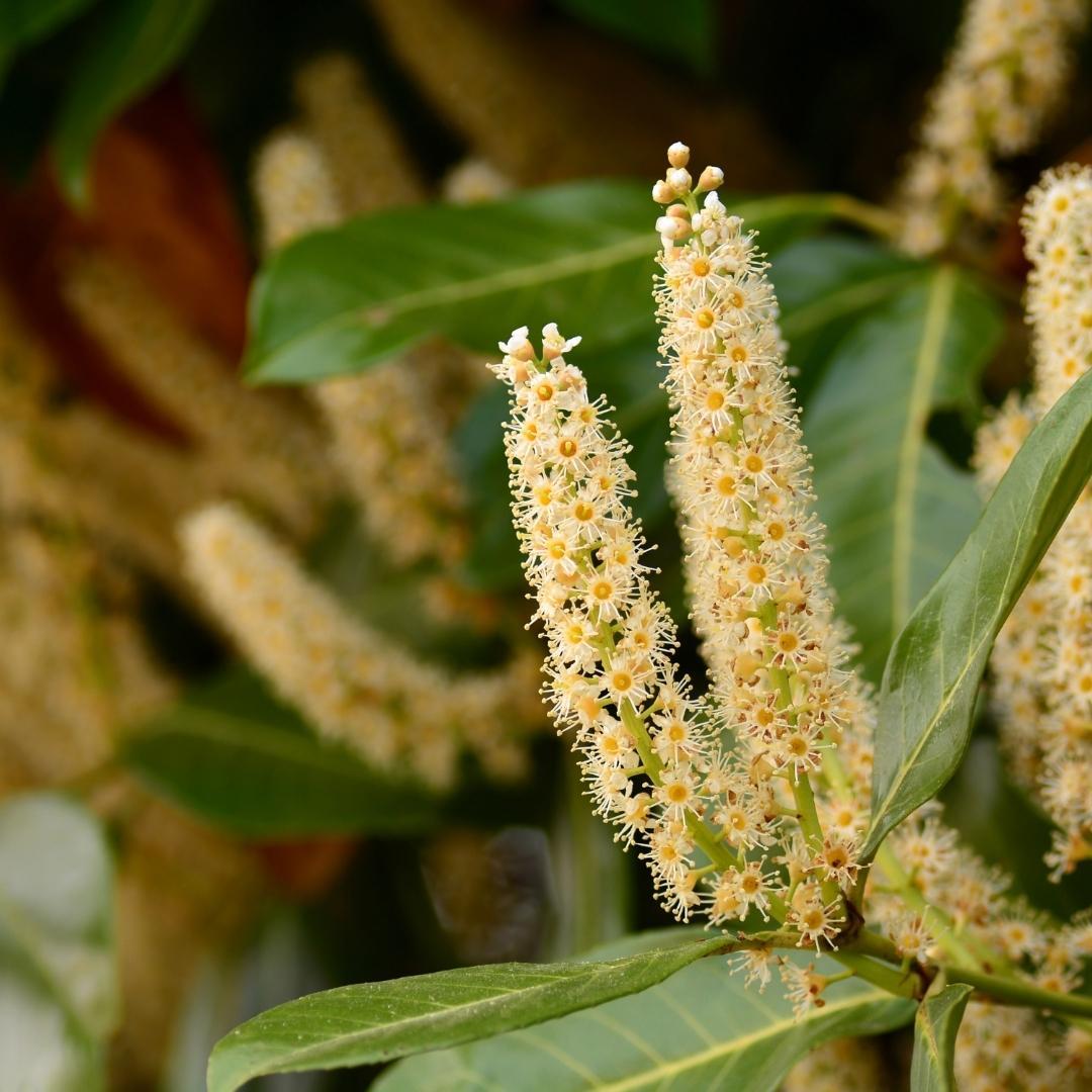 Obelisco de laurel grande para seto de 10 metros | - 15L - 20x | ↨ 125-150 cm