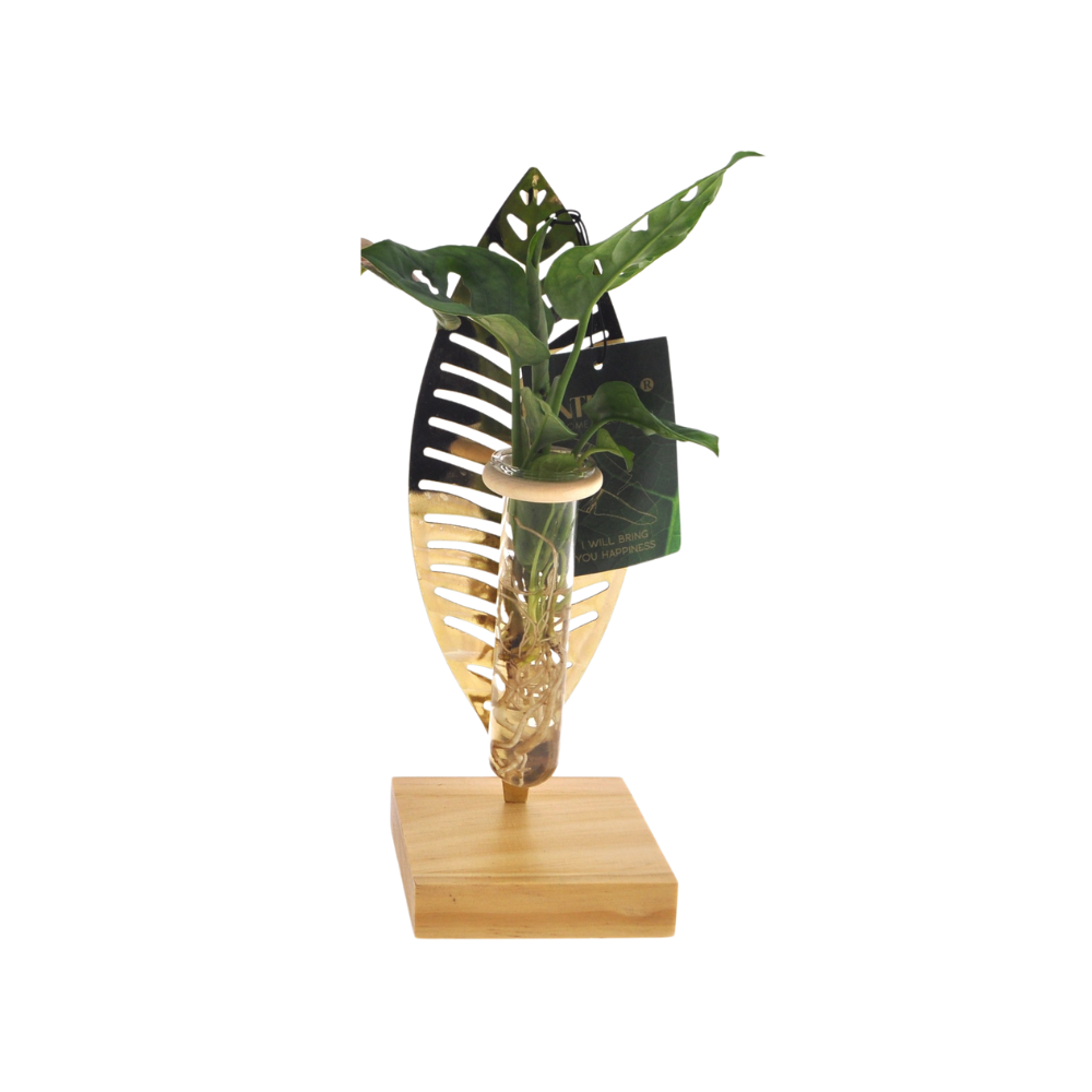 Mother's Day - Kamerplanten Mix In Verona Glas - Ø7cm - ↕10cm - 1 stuk