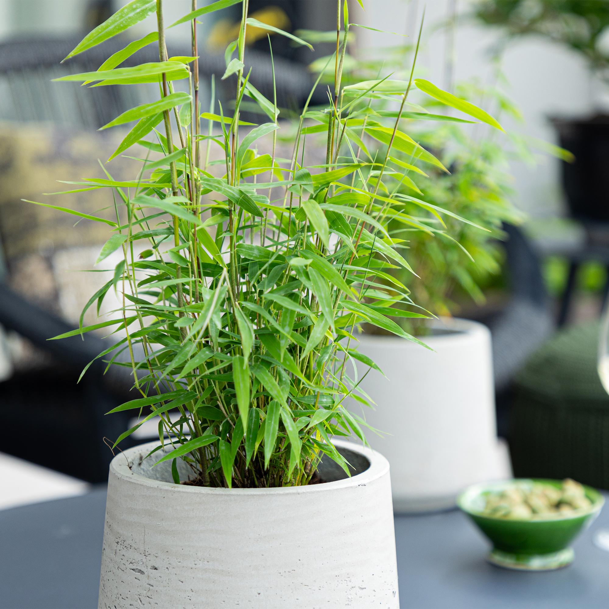 Bamboe - Fargesia Blue Dragon - Bladhoudend - Niet Woekerend - Groen - 18 Planten - Pot 14cm - Hoogte 35cm