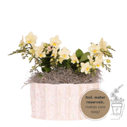 Kolibri Orchids | Gele Jungle Bouquet Botanic Yellow in Oyster Dish