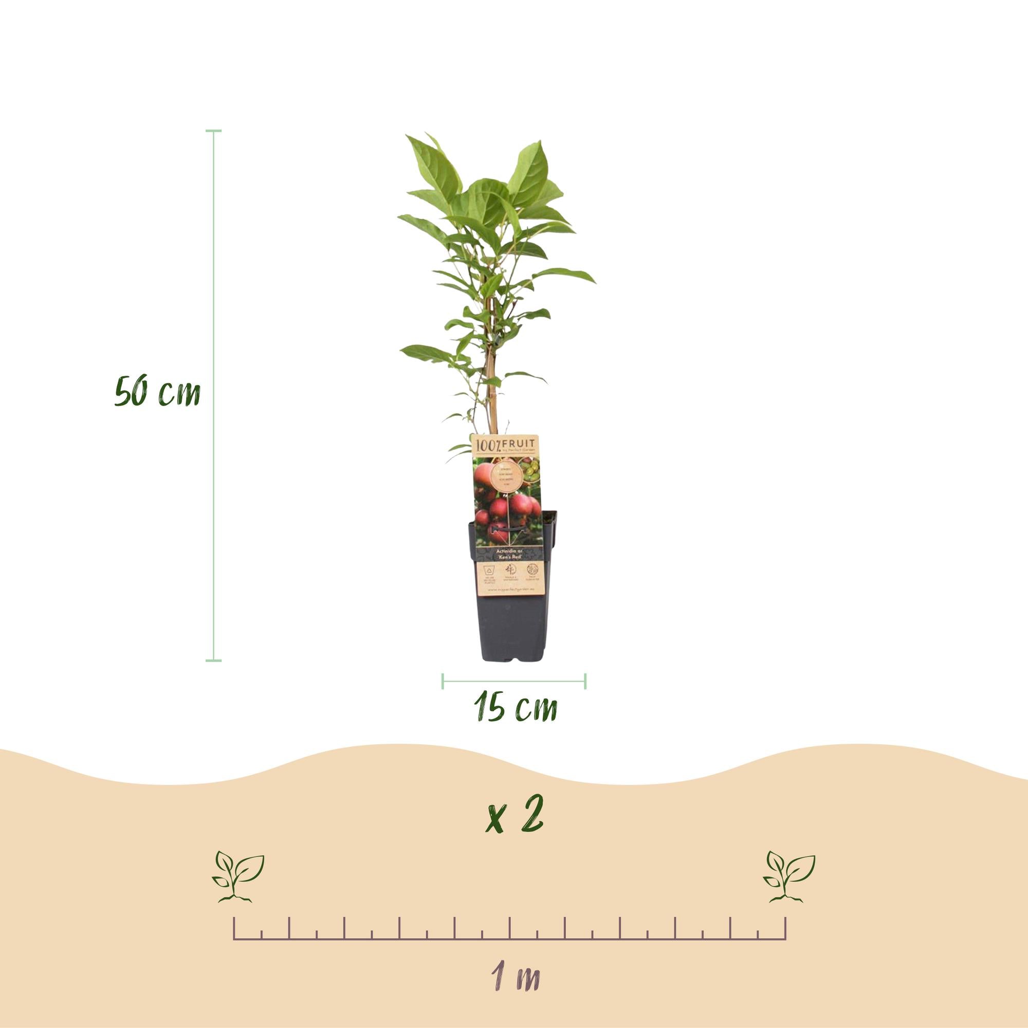 Actinidia deliciosa Ken,s Red - Kiwiplant - Vrouwelijk - Rode Vrucht - 2 Planten - Pot 15cm - Hoogte 50cm