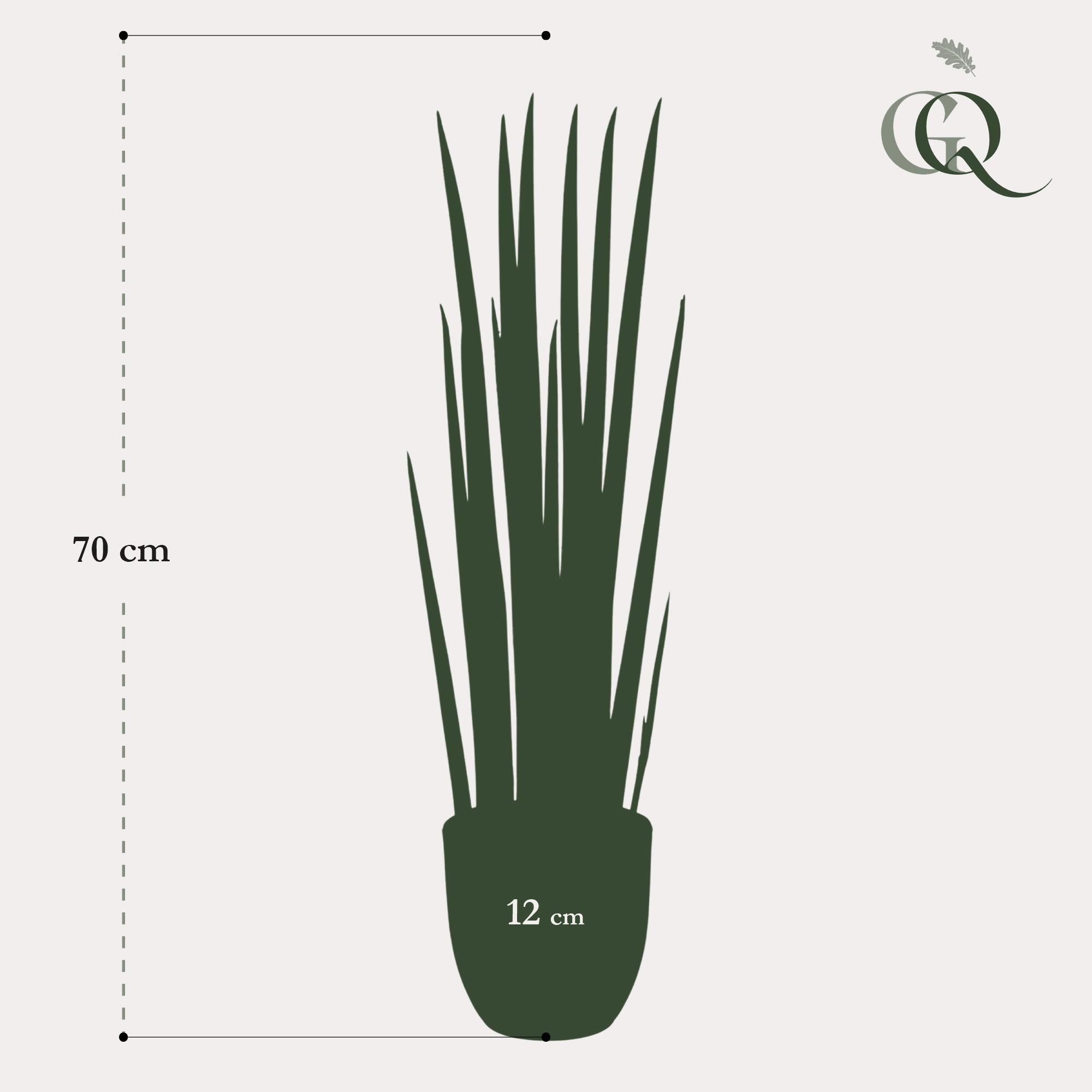 Pianta artificiale - Sanseveria Cylindrica - Lingua di suocera - 70 cm