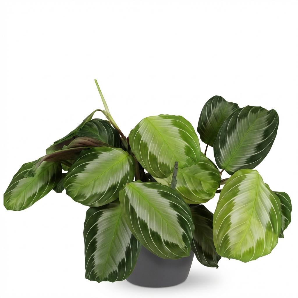 Maranta Fascinator Silverband - Gebedsplant - Huisdiervriendelijke Plant - Groen - 1 Plant - met Potter Grijs - Pot 12cm - Hoogte 25cm