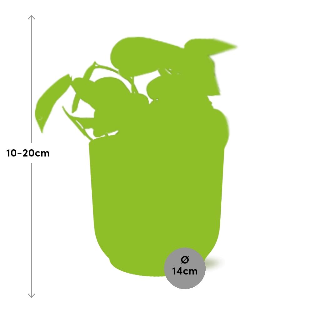 Scindapsus Pictus 'Trebie' in ELHO Vibes Fold 14cm gelb