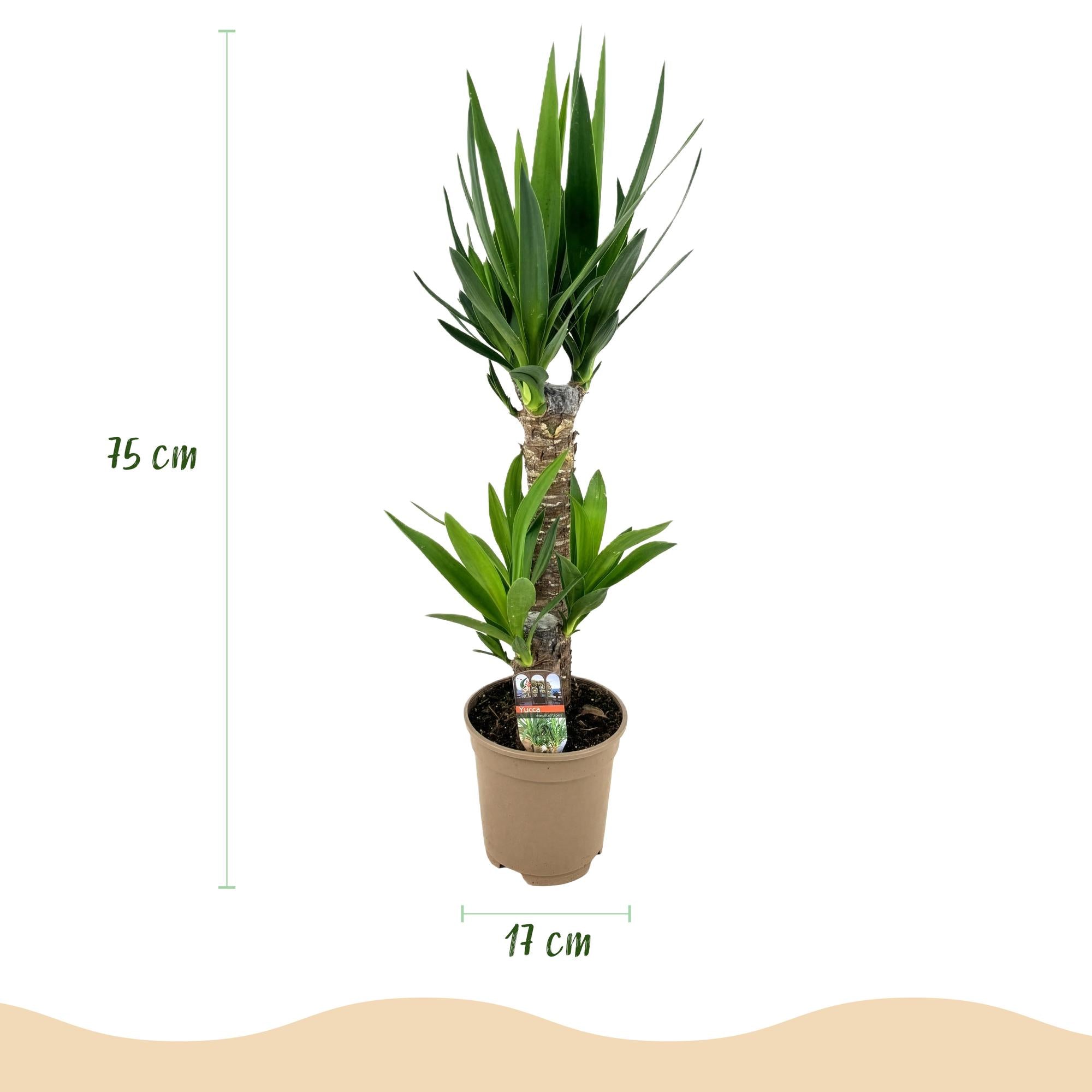 Yucca elephantipes - Weinig onderhoud - Groen - 1 - Pot 17cm - Hoogte 75cm