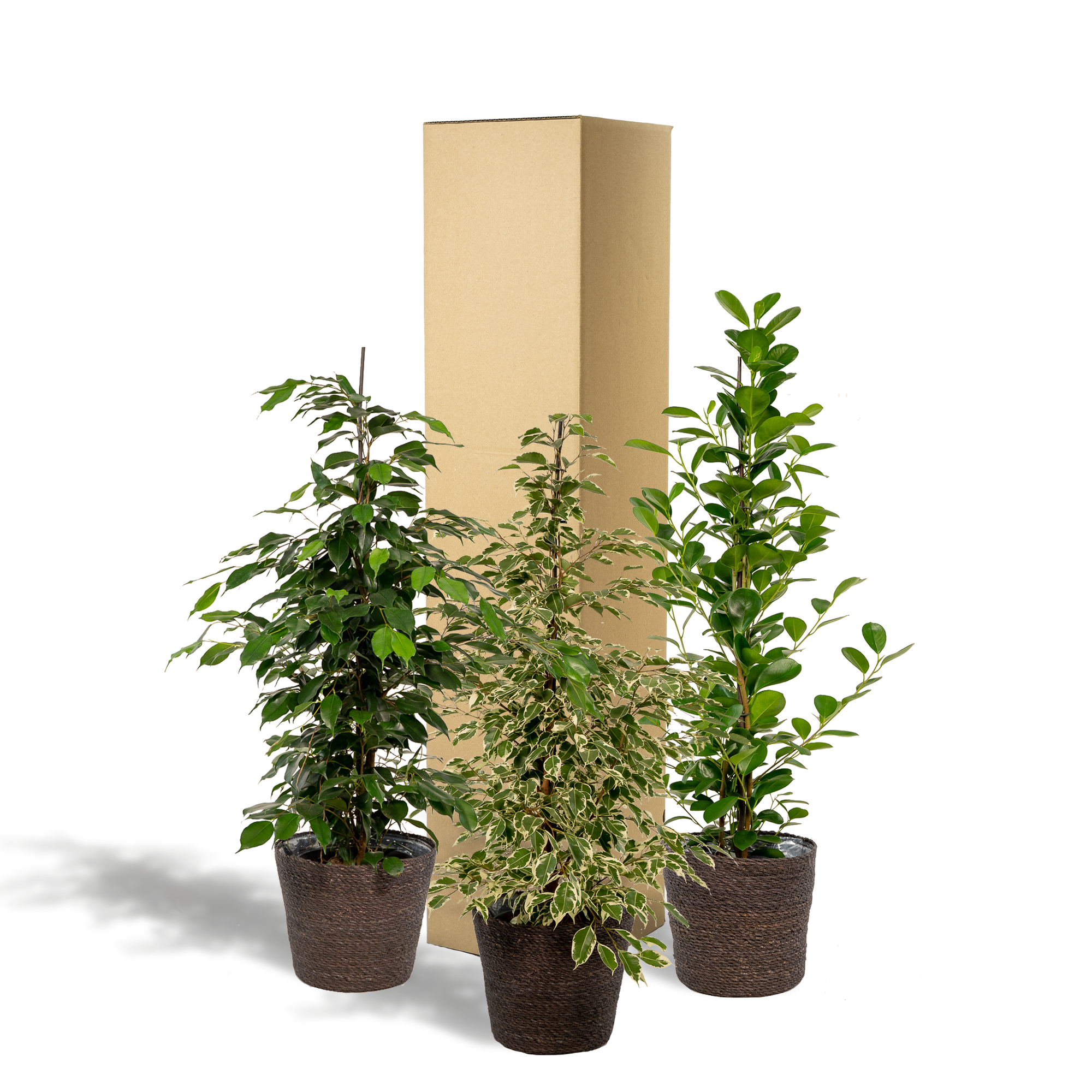 Ficus Benjamina Danielle - Ø21cm - ↕95cm + Ficus Benjamina Twilight - Ø21cm - ↕95cm + Ficus Microcarpa Moclame - Ø21cm - ↕95cm + Basket Igmar