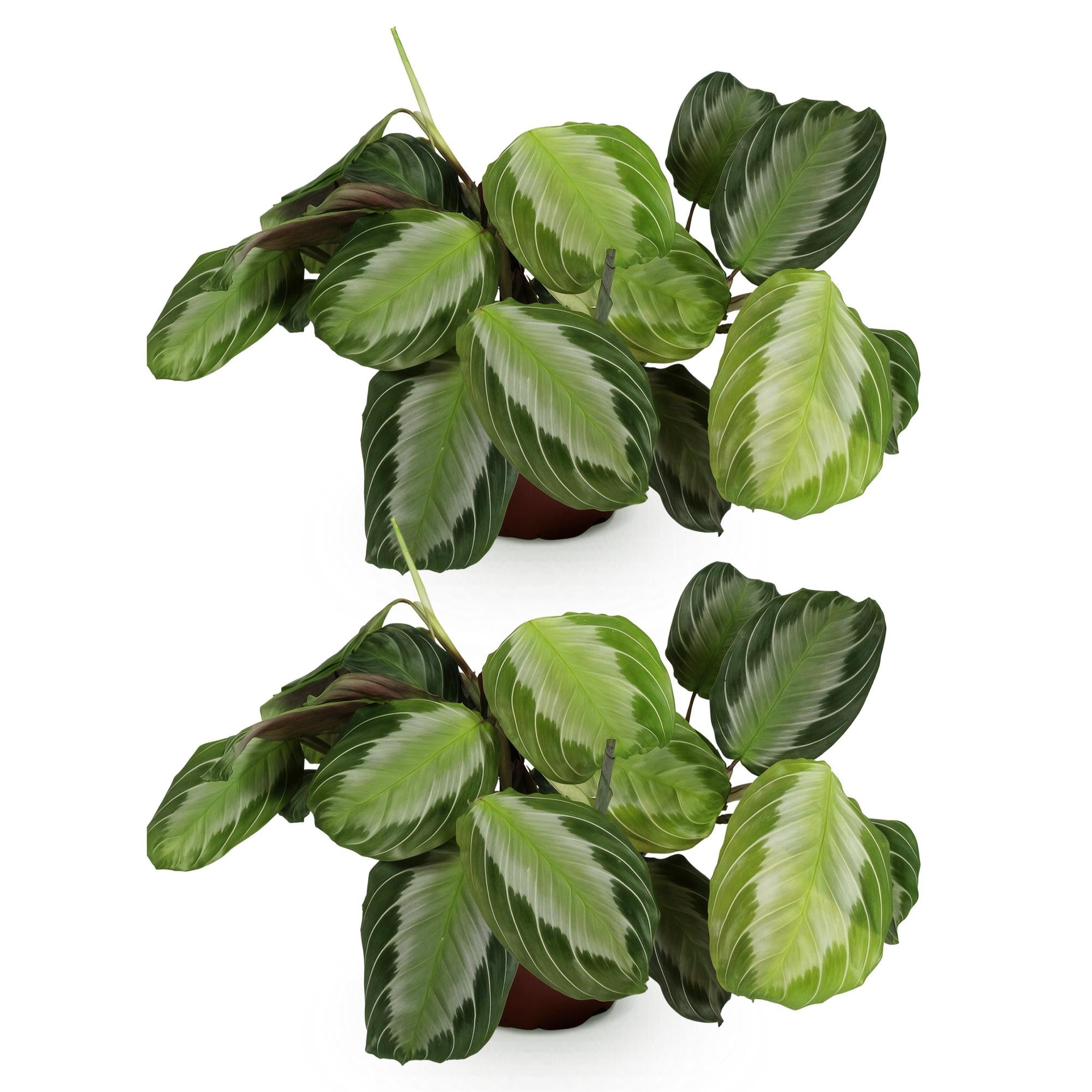Maranta Fascinator Silverband - Gebedsplant - Huisdiervriendelijk - Groen - 2 Planten - Pot 12cm - Hoogte 30-35cm