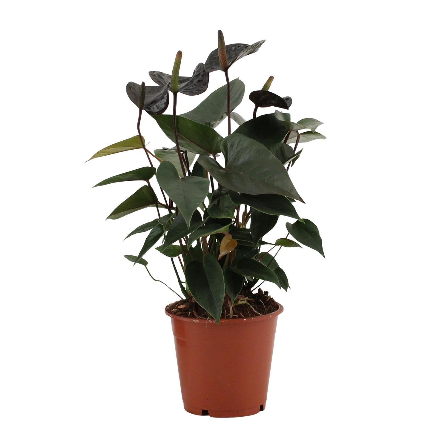 Anthurium Black Love in custodia trasparente - Ø12cm - ↕36cm