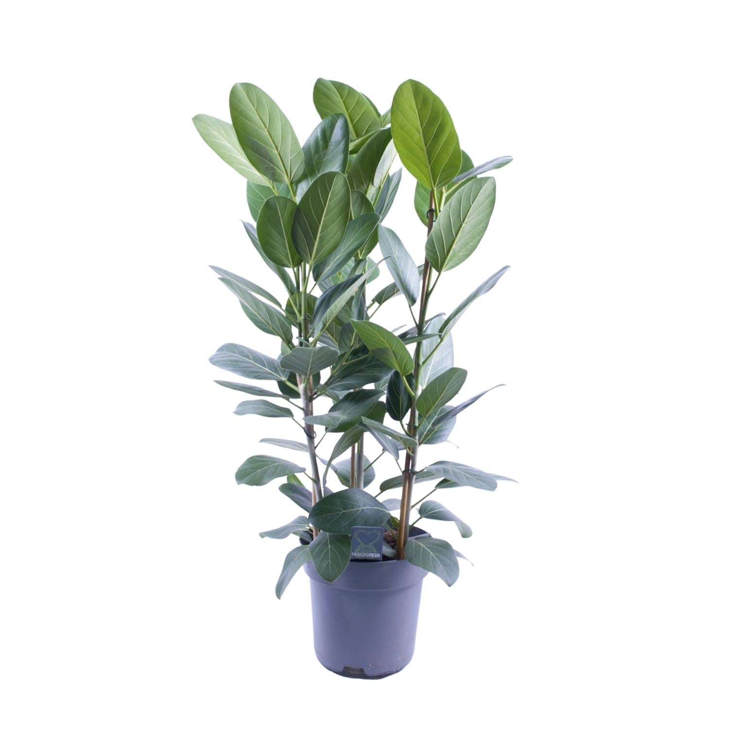 Ficus Audrey Tuft, 3 esquejes - Ø27 cm - ↕105 cm