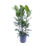 Ficus Audrey Tuft, 3 esquejes - Ø27 cm - ↕105 cm