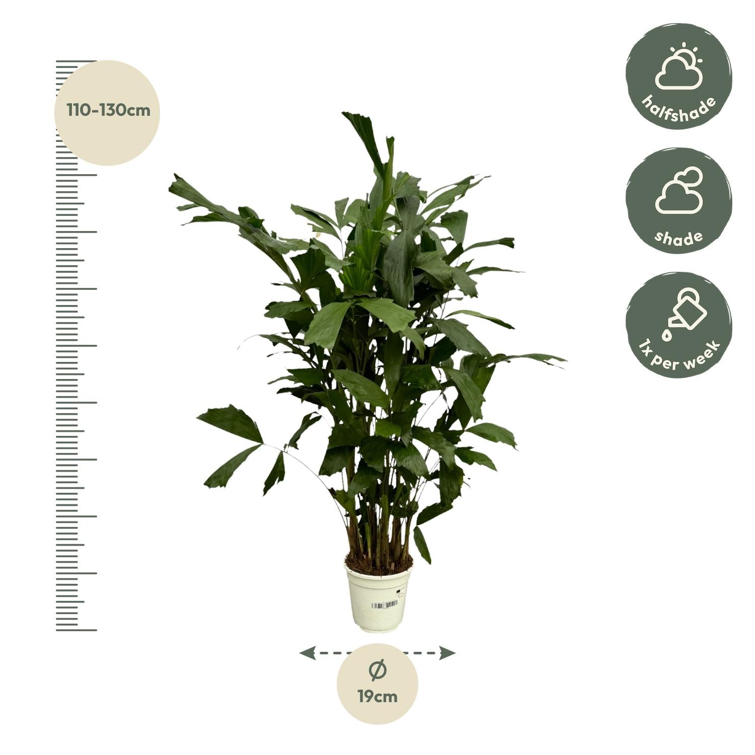 Caryota Mitis - 130 cm - Ø21cm