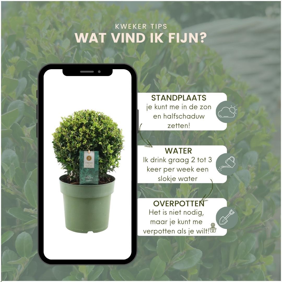 2x bulbo di Ilex crenata 'Jenny' | set da 2 pezzi | diametro 20 cm