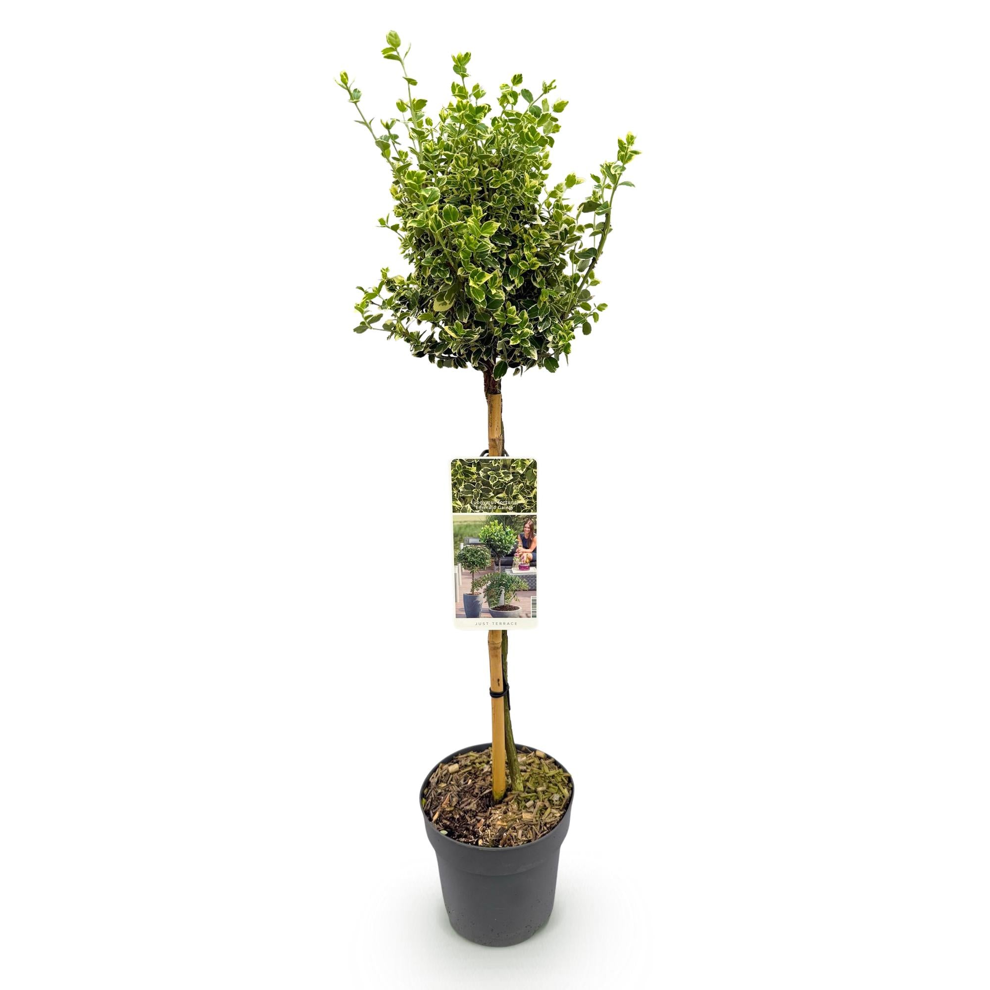 Euonymus fortunei Emerald Gaiety -Terras Plant - Bladhoudend - Winterhard - Groen-Grijs Blad - Pot 19cm Hoogte 90cm