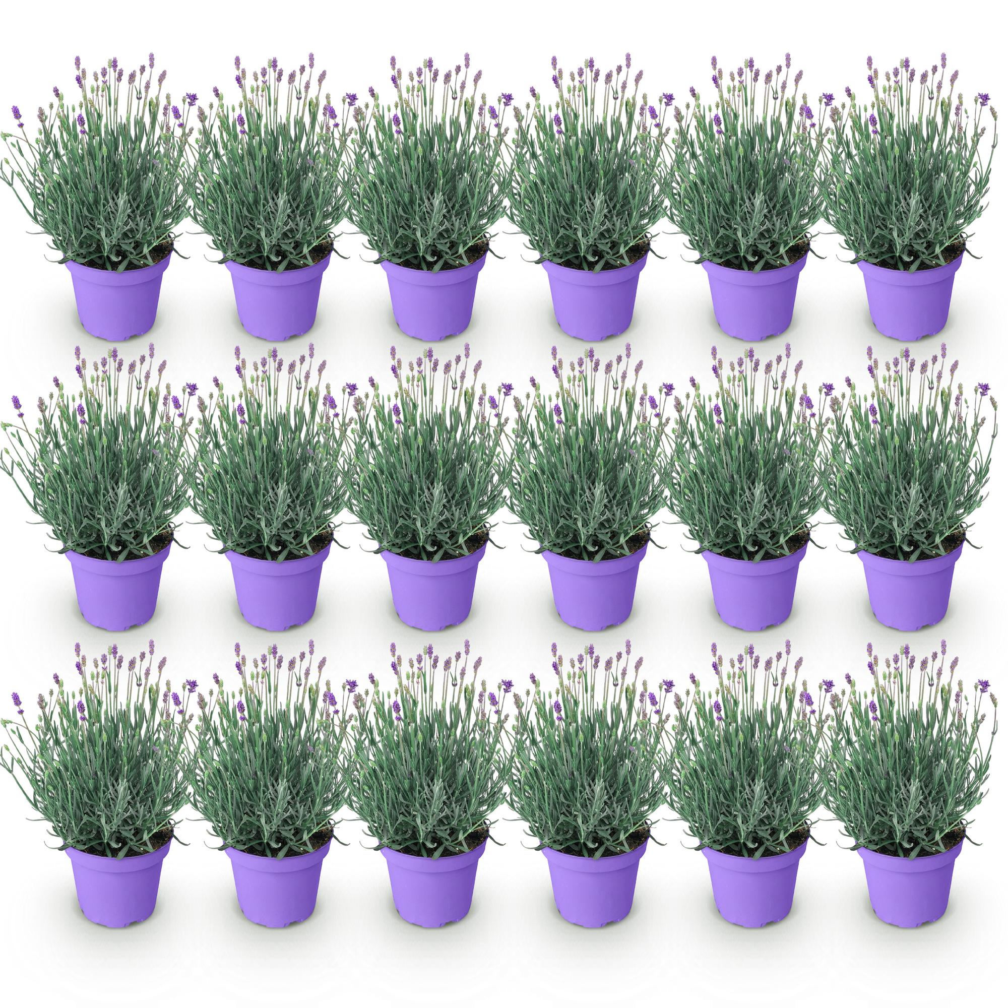 Lavandula angustifolia Munstead - Lavendel - Winterhard - Paars - 18 Planten - Pot 12cm - Hoogte 20-25cm