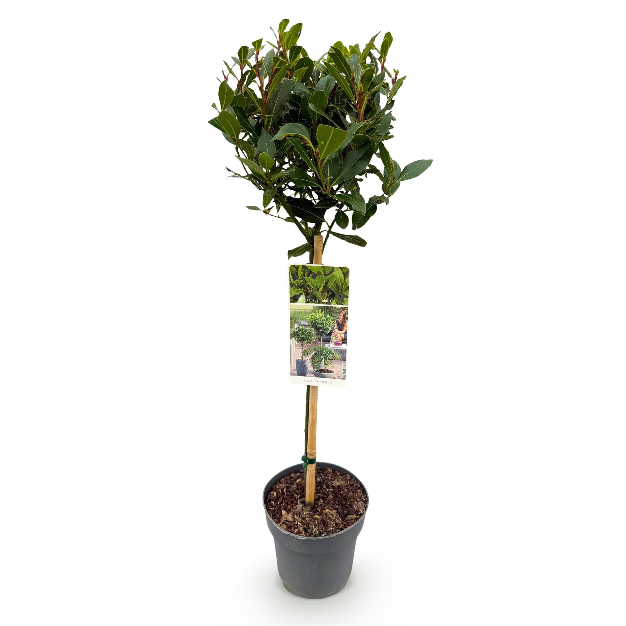 Laurus nobilis - Terras Plant - Bladhoudend - Winterhard - Groen Blad - Pot 19cm Hoogte 90cm