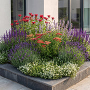 Borderpakket - Geurend - Diversen - Soorten en kleuren - 12 Planten - Pot 11cm - Hoogte 15-25cm