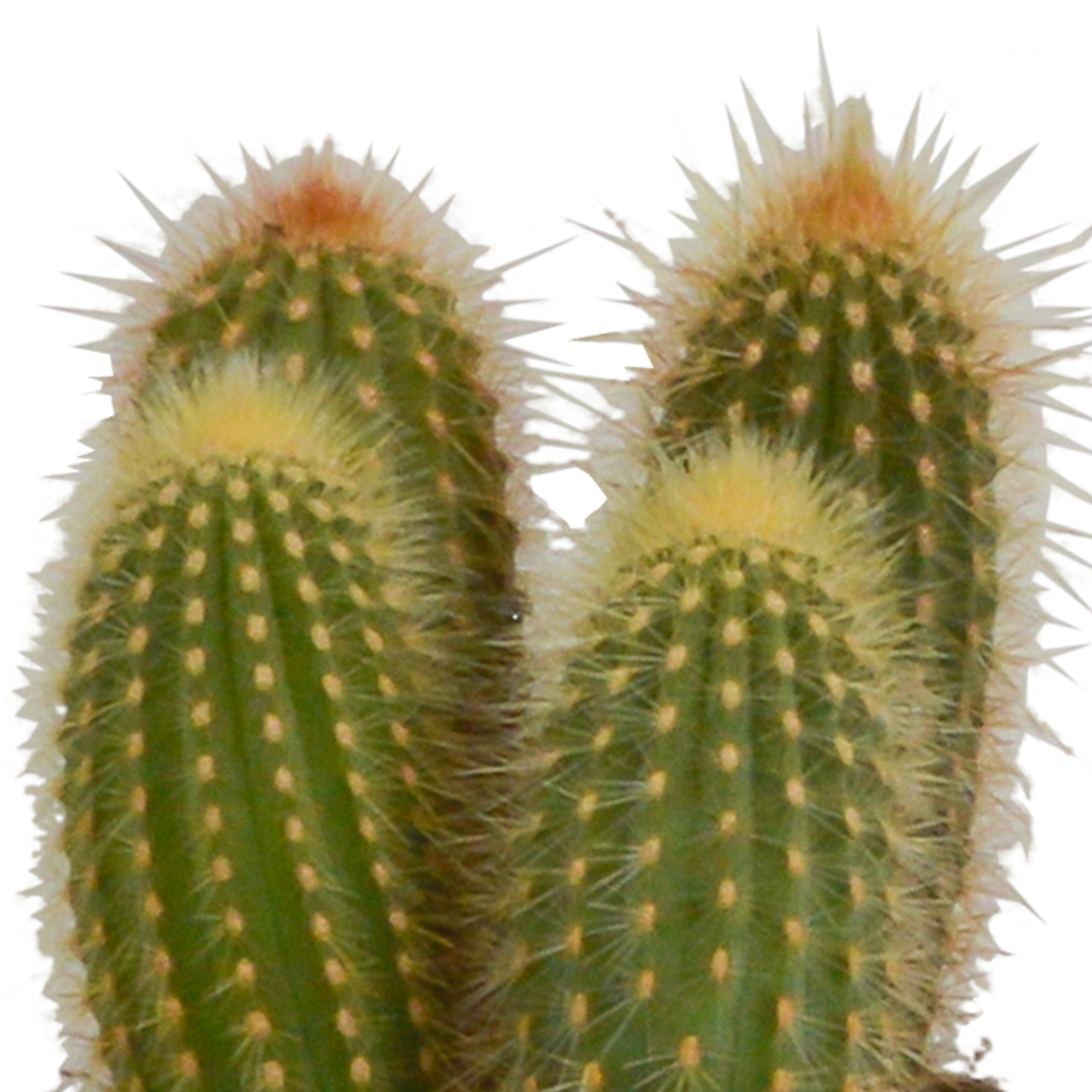 Mélange de cerisiers de 10,5 cm - 3x - en pot blanc